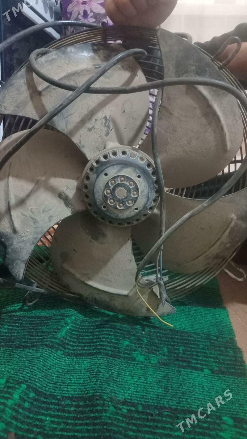 халаделник маразылка - Туркменабат - img 1