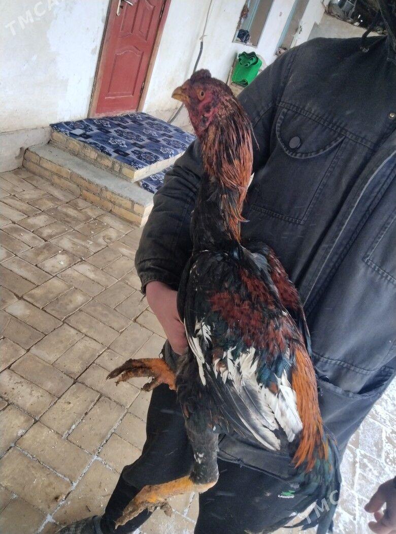 horaz - Халач - img 1