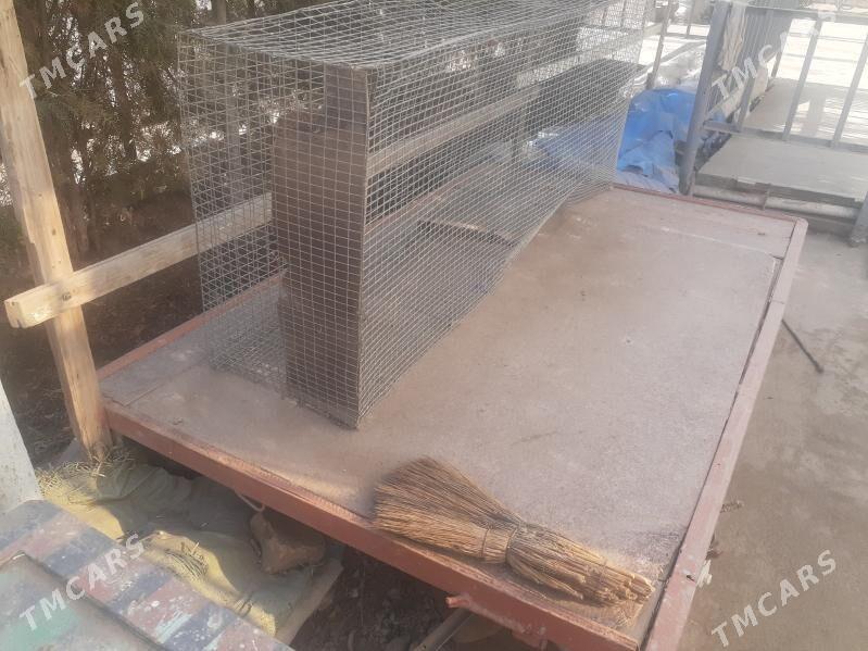 товук жужа клетка - Daşoguz - img 1