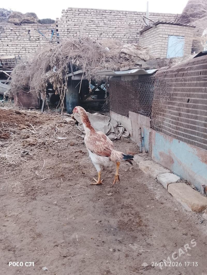 bayso horaz, maki - Чарджоу - img 1