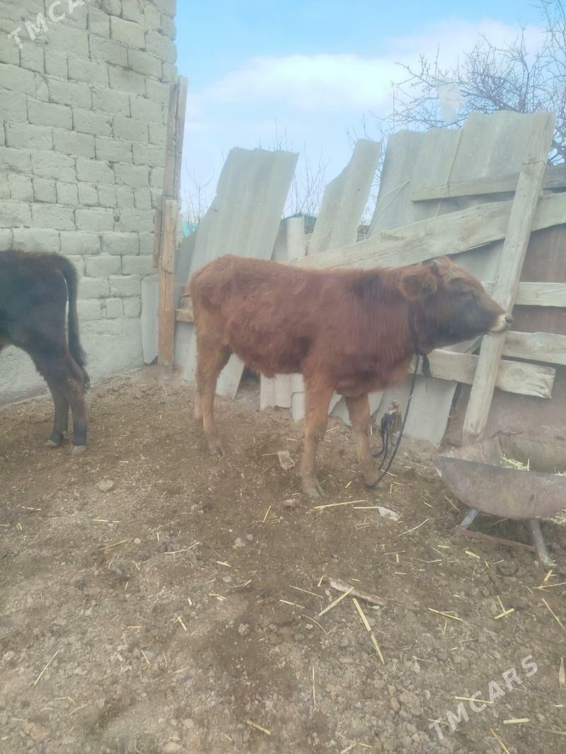 okuz - Bäherden - img 1