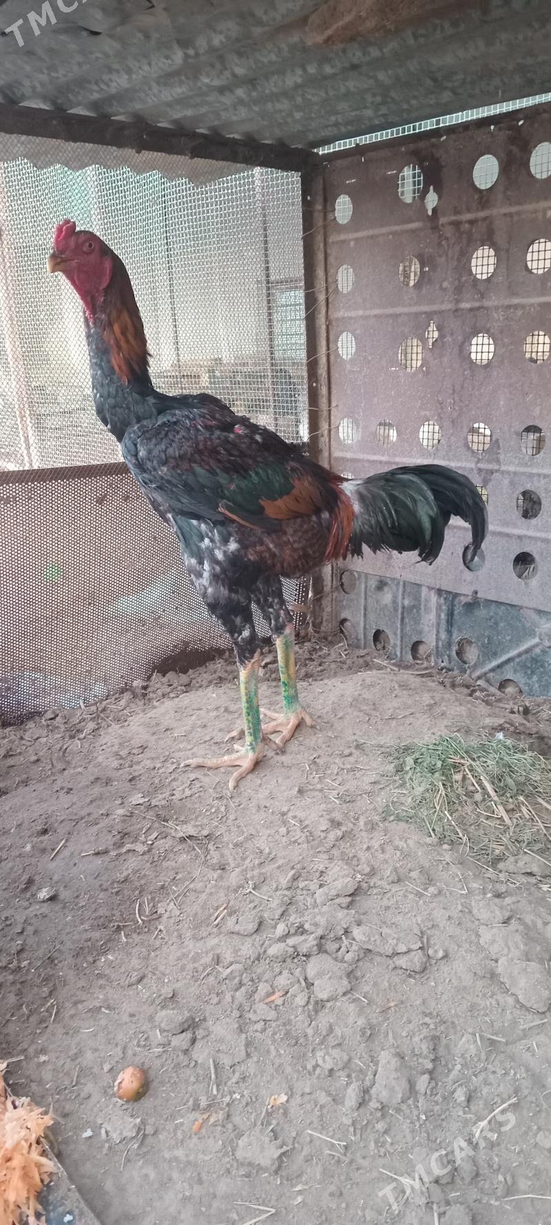 байсы жуже - Farap - img 1