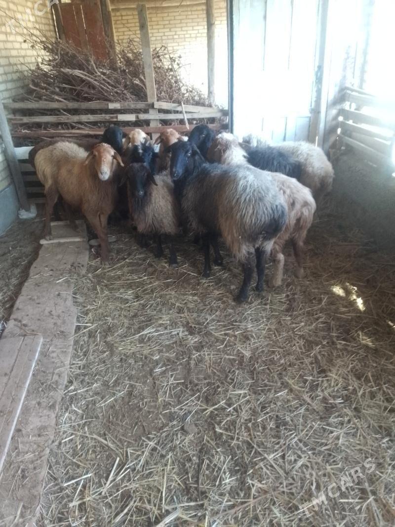 yash bogaz goyunlar - Сакар - img 1