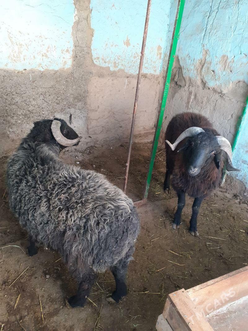 Garakøl - Garadamak Şor - img 1