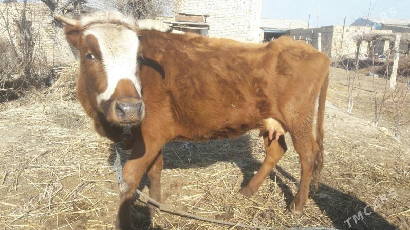 Saglyk sygyr - Чарджоу - img 1