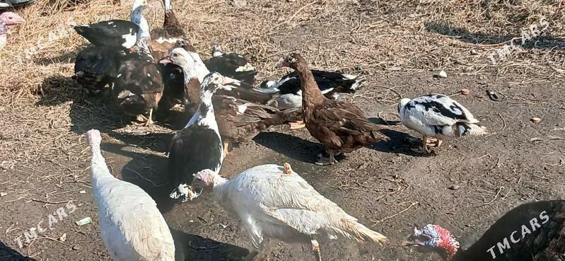 indautga ordek - Gökje - img 1