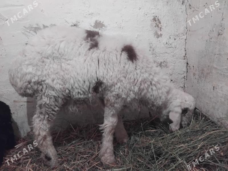 Goyun semiz - Гуртли - img 1