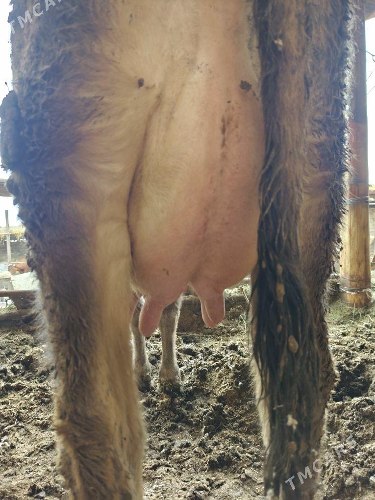 saglyk sygyr - Туркменабат - img 1