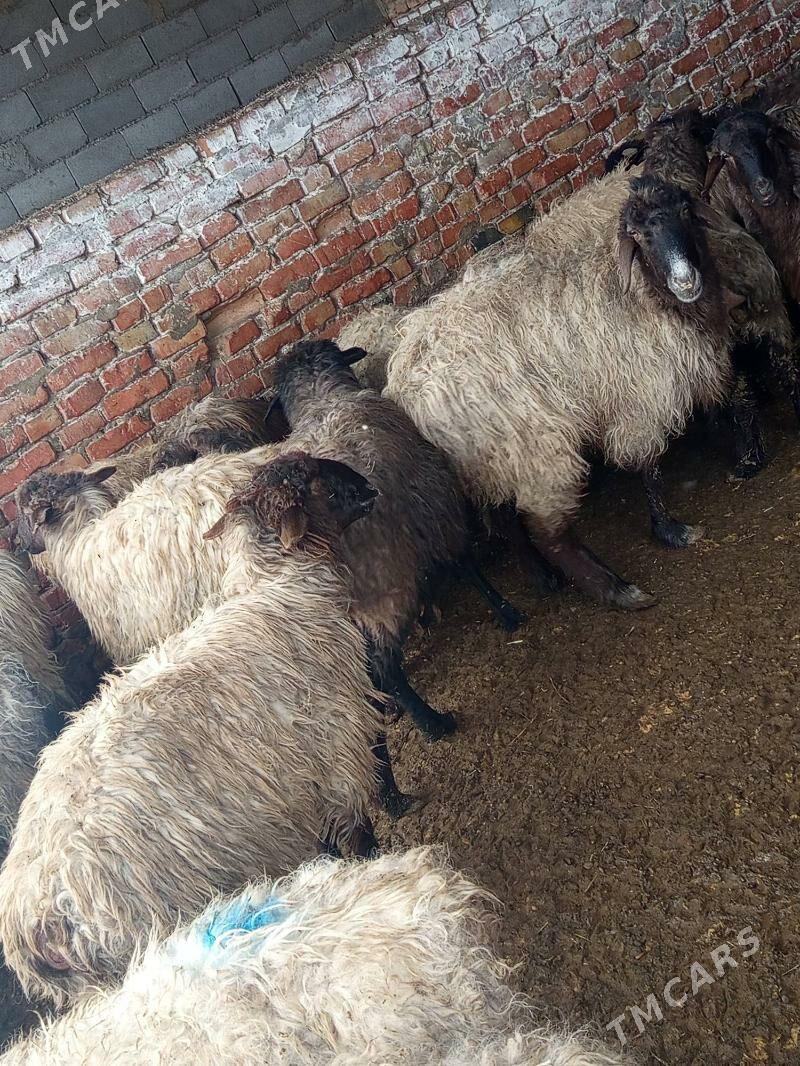 tokly goyun - Бахарден - img 1