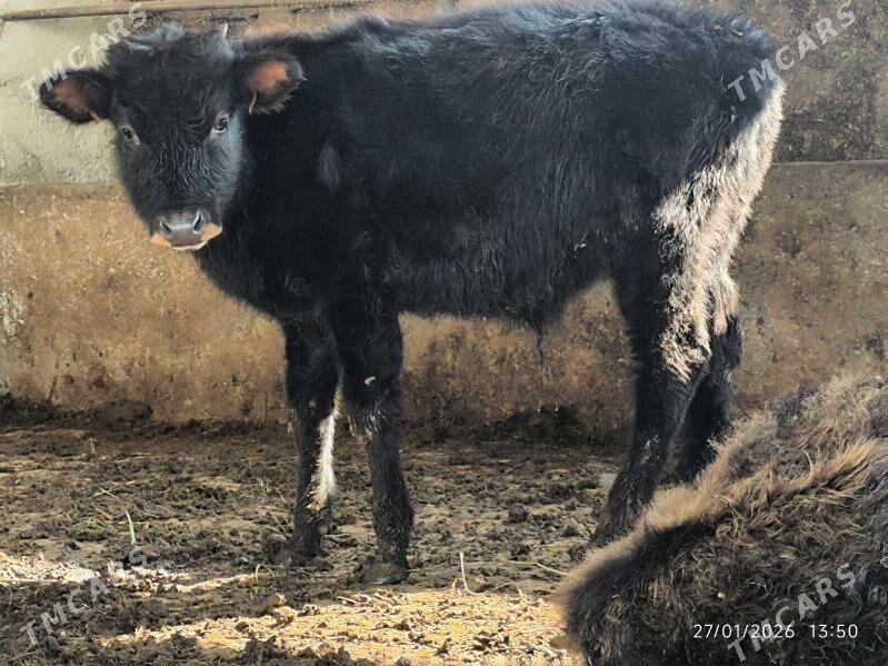 4 sany okuz - Çoganly - img 1