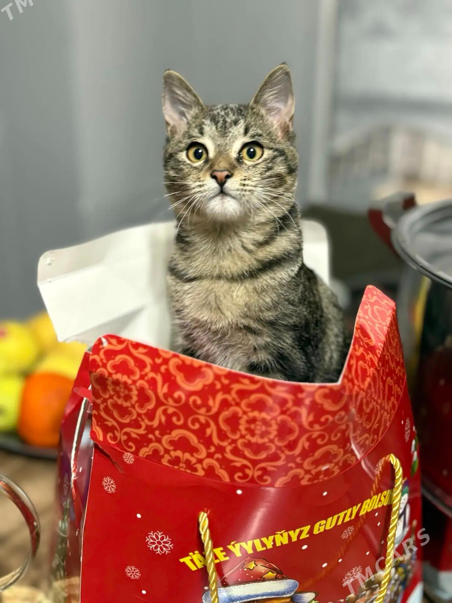 Кот pişik - Кëши - img 1