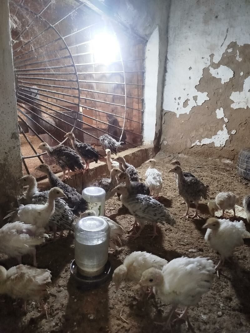 Induk jüyje - Baýramaly - img 1