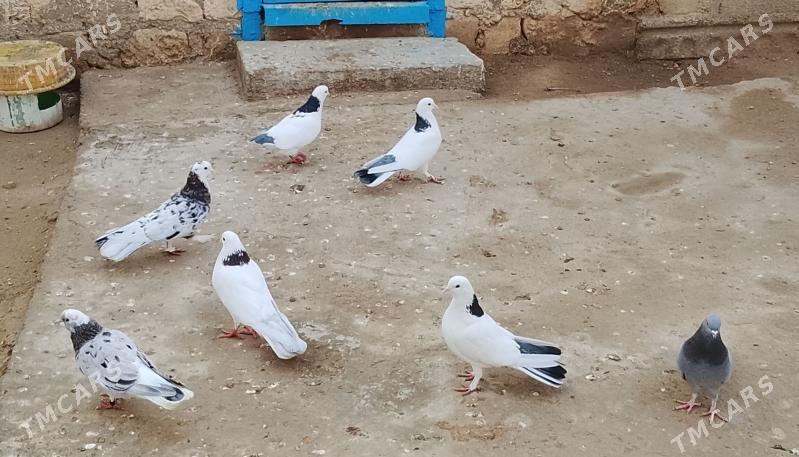 kepderi - Джебел - img 1