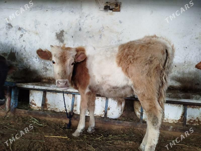 Tuwe - Хитровка - img 1