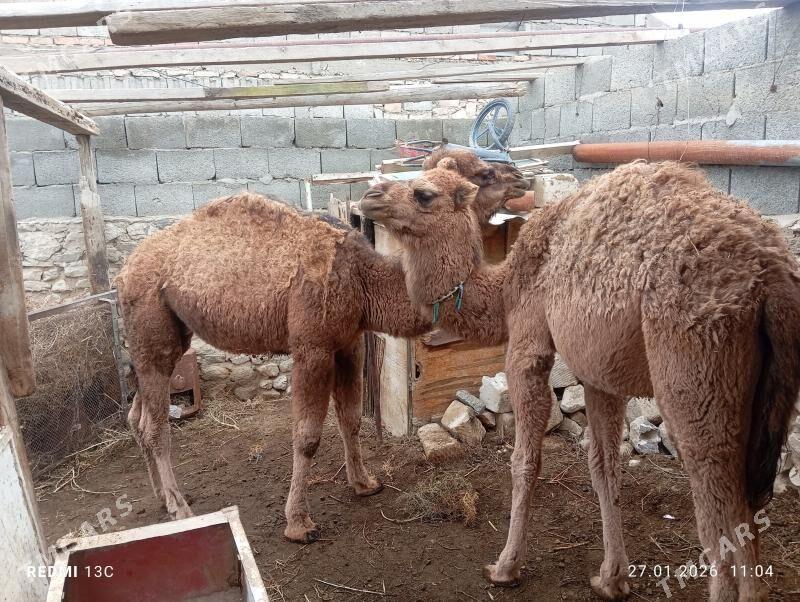 torym - Bereket - img 1