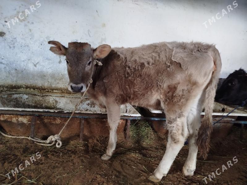 Şwes Tüwe - Hitrowka - img 1