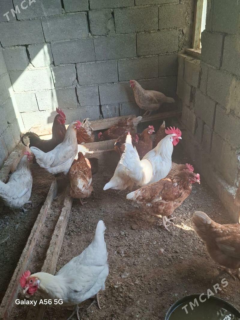 Lohman braun Lohman sedi - Бахарден - img 1