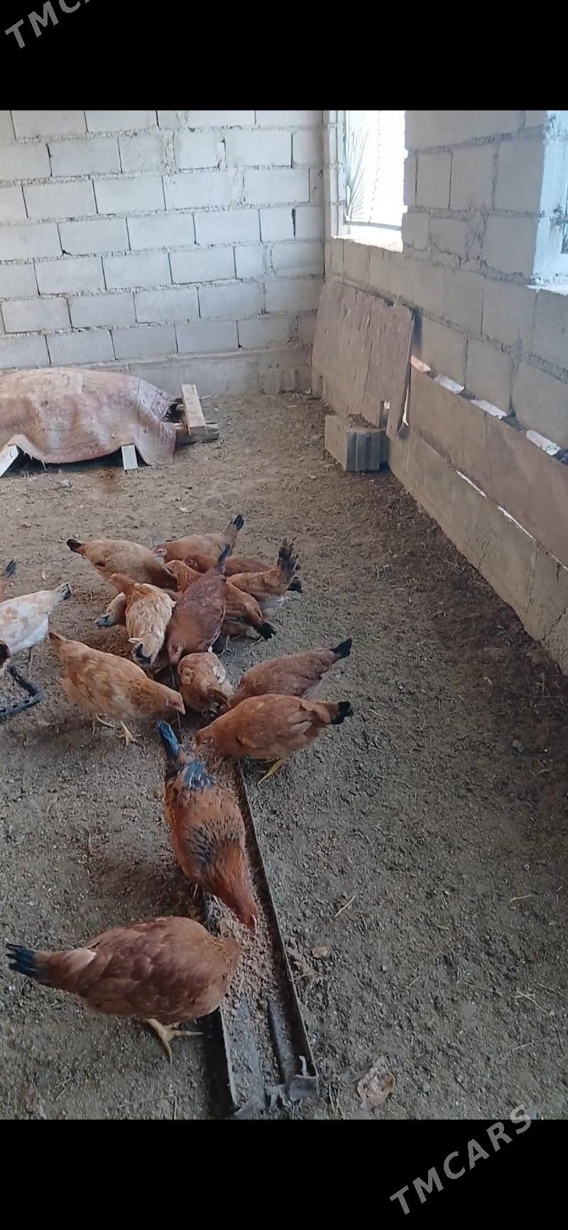 6aylyk tovuklar - Бахарден - img 1