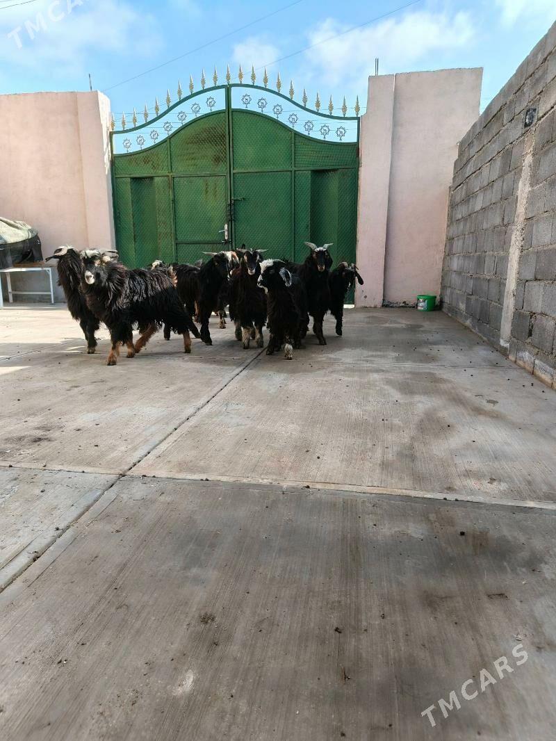 Geci cewis - Garadamak - img 1