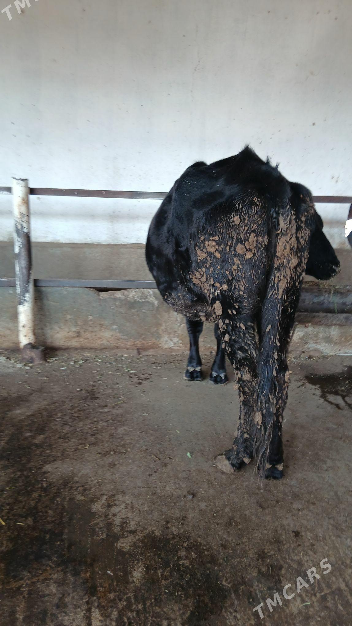 sygyr - Änew - img 1