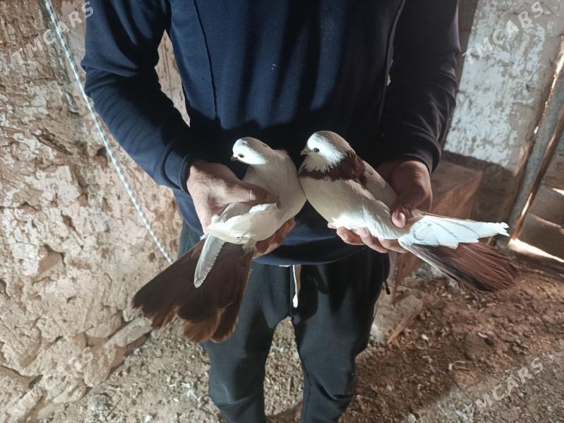 Kepderi - Mary - img 1