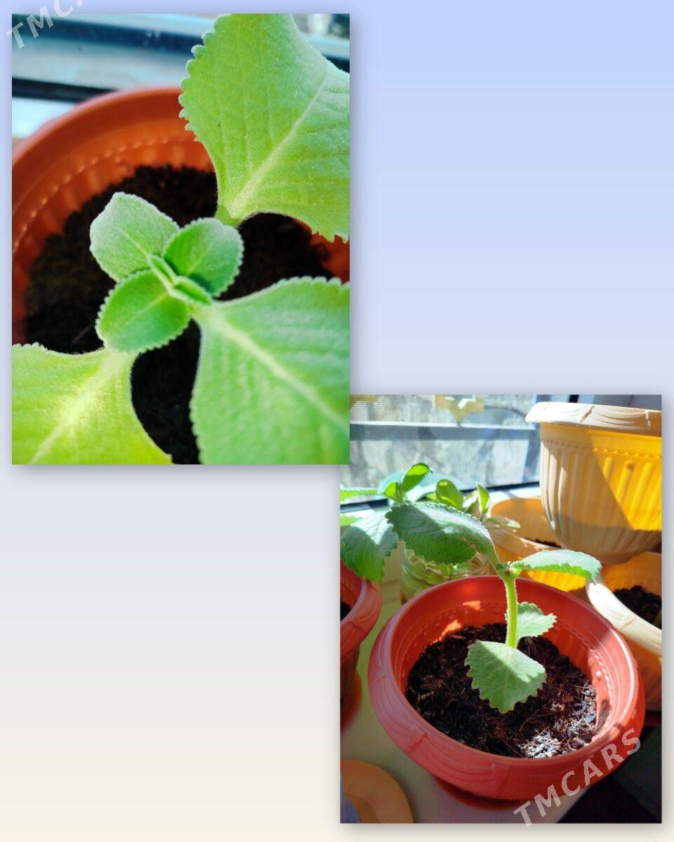 Limon güli - Türkmenbaşy - img 1