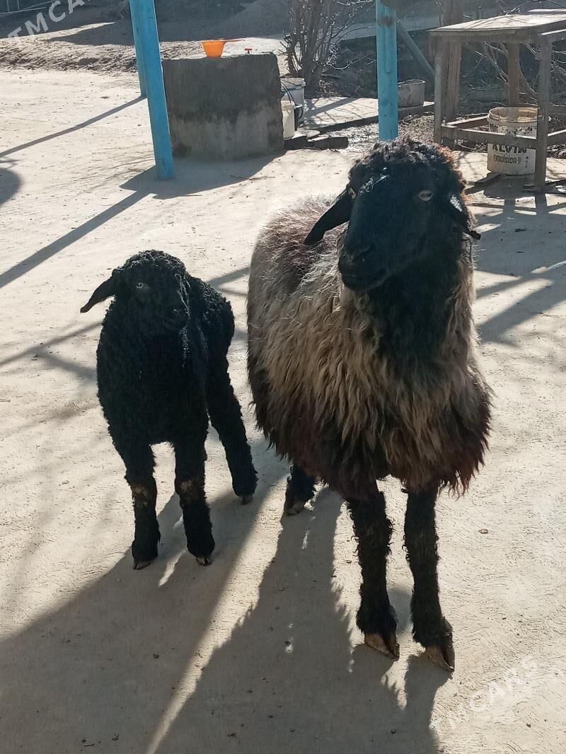 Guzuly goyun - Ýolöten - img 1