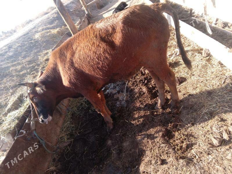 bakyk meýdan okuz - Чарджоу - img 1