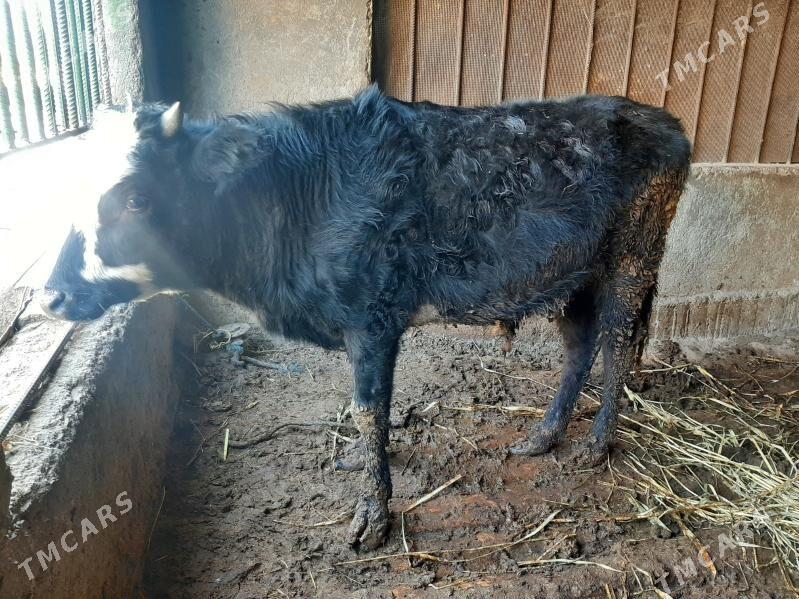 okuz - Bagyr - img 1