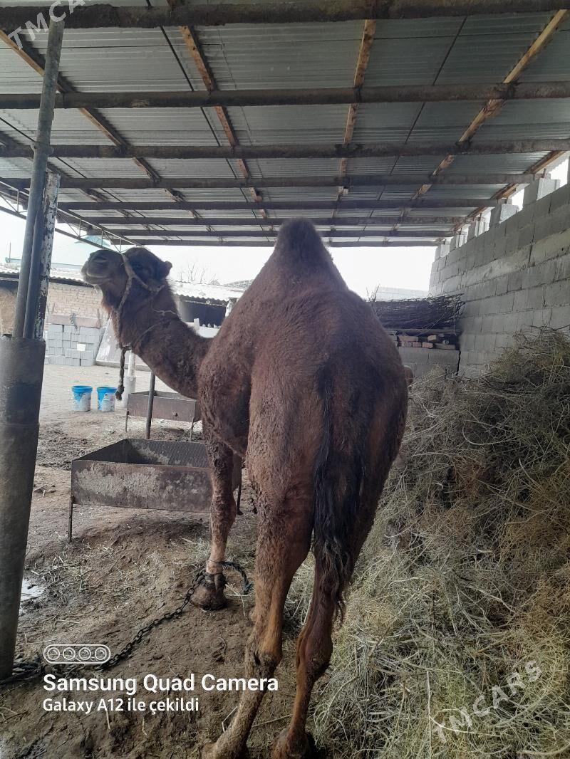 Bakyly düýe - Bäherden - img 1