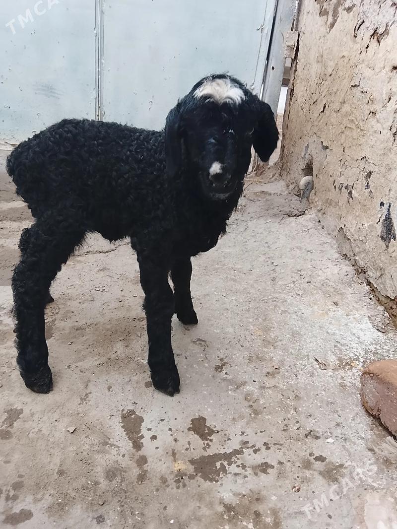 Guzi madow - Гёкдепе - img 1