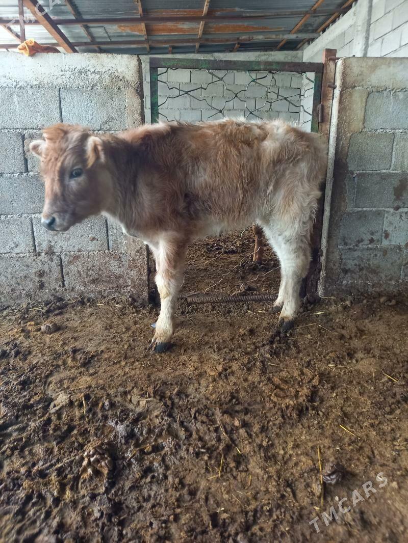 tuwe - Гёкдепе - img 1