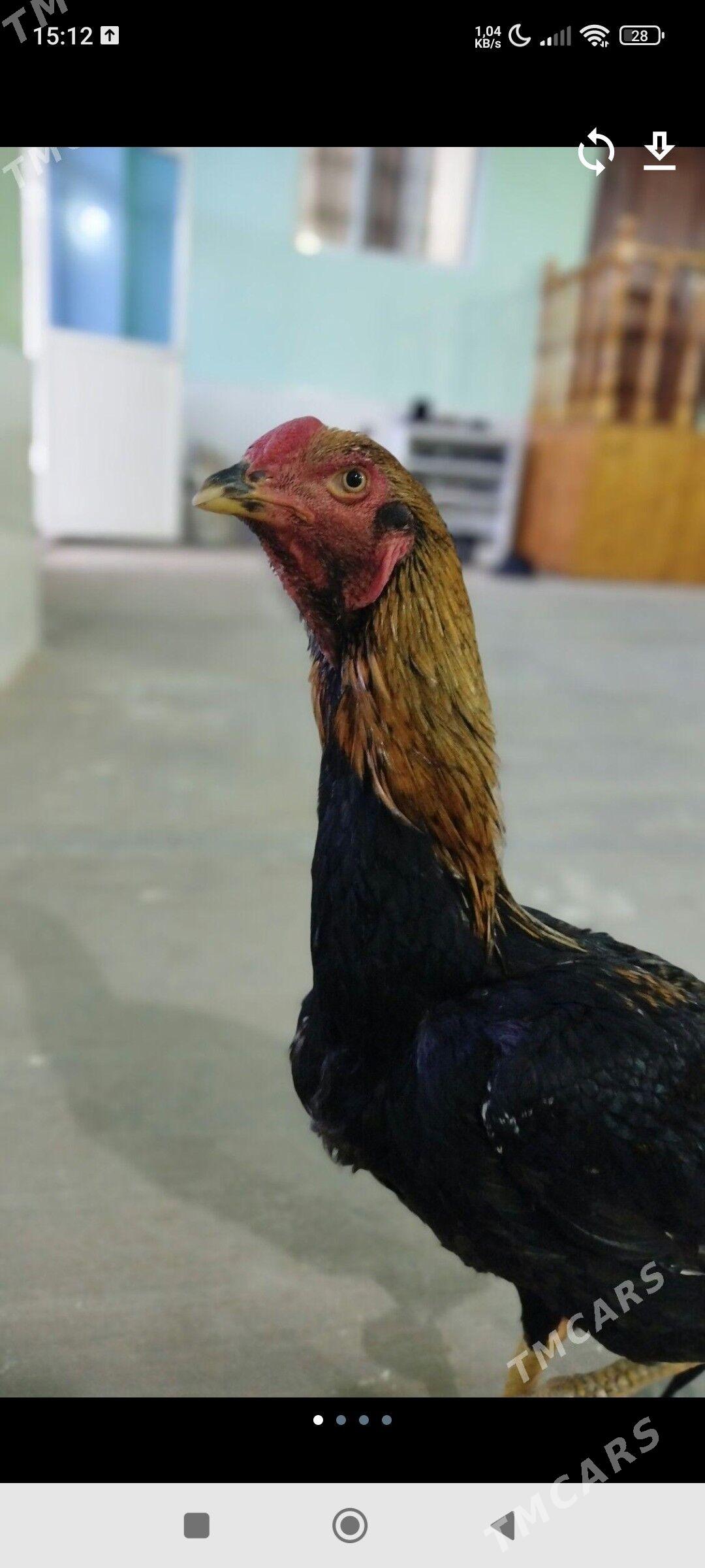 horaz - Чарджоу - img 1