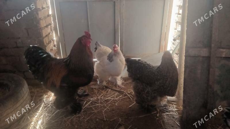 brama towuk horaz - Чарджоу - img 1