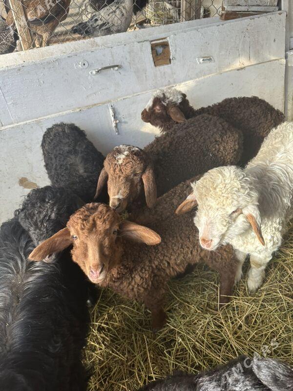 goyun we geçi - Туркменабат - img 1