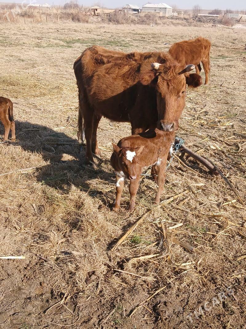 göleli sygyr - Ýolöten - img 1