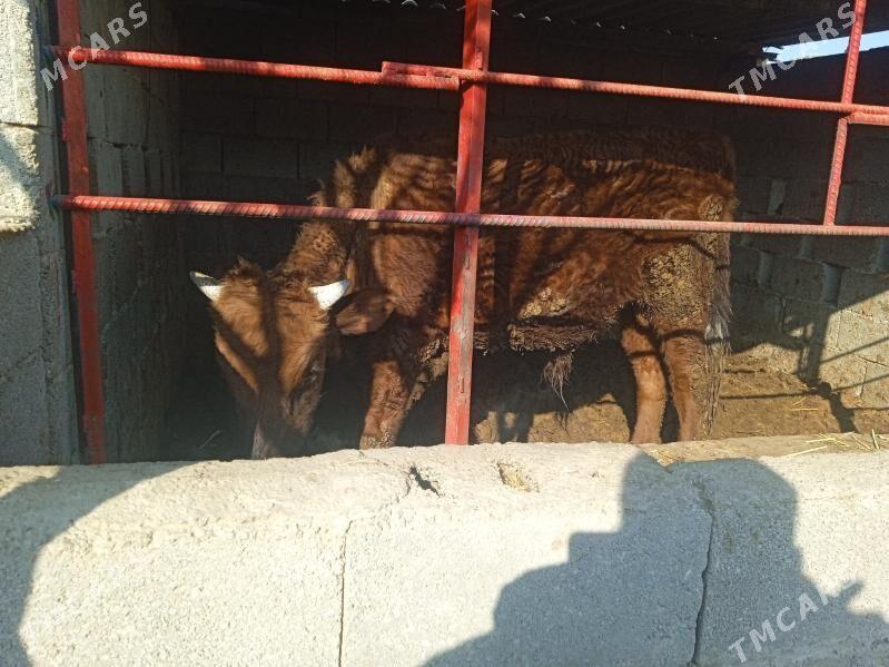 öküz okuz - Кипджак - img 1