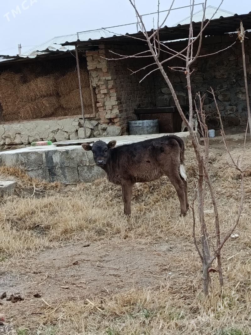 gbrit tüwe - Бахарден - img 1