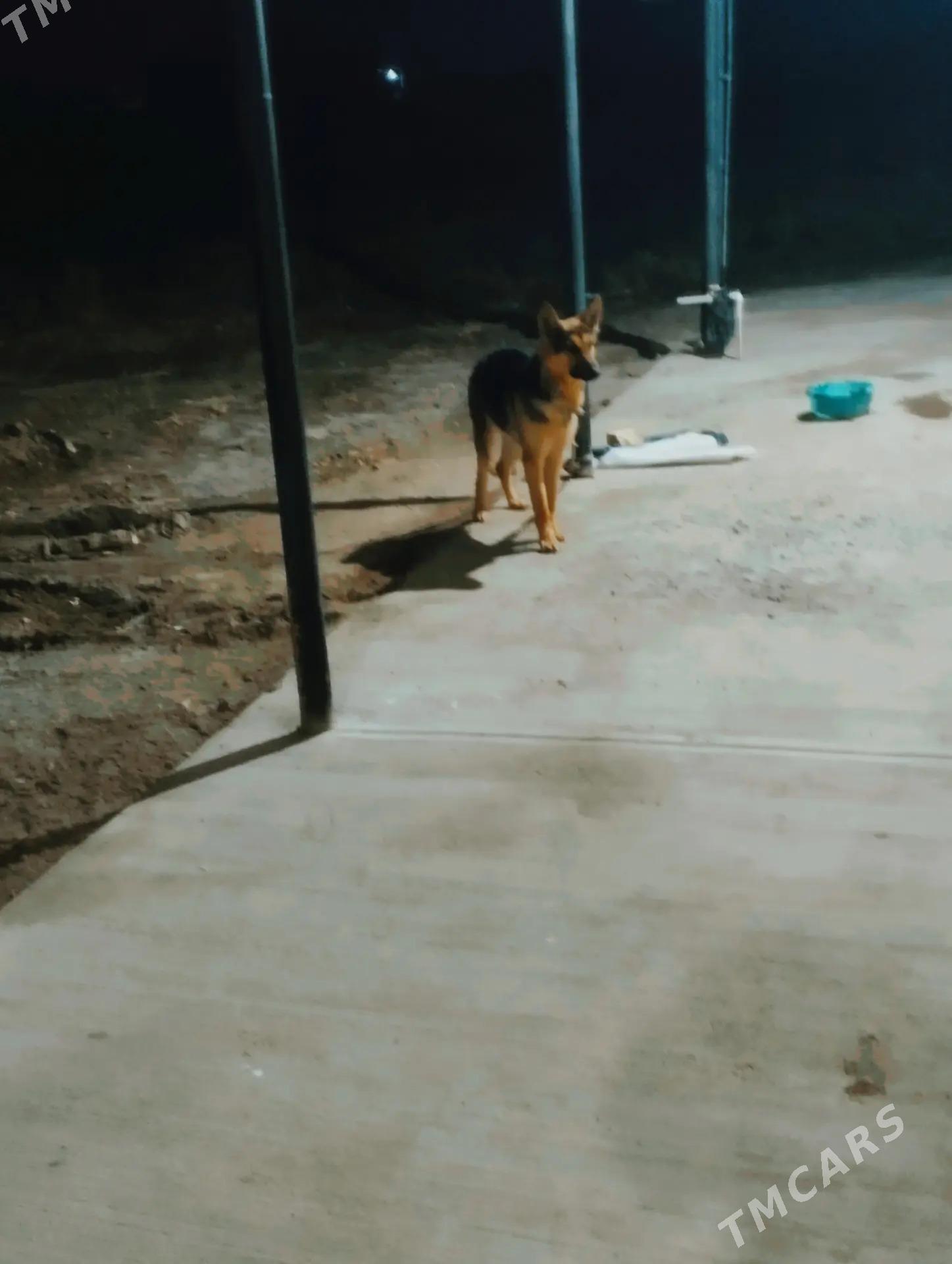 Reks - Şabat etr. - img 1