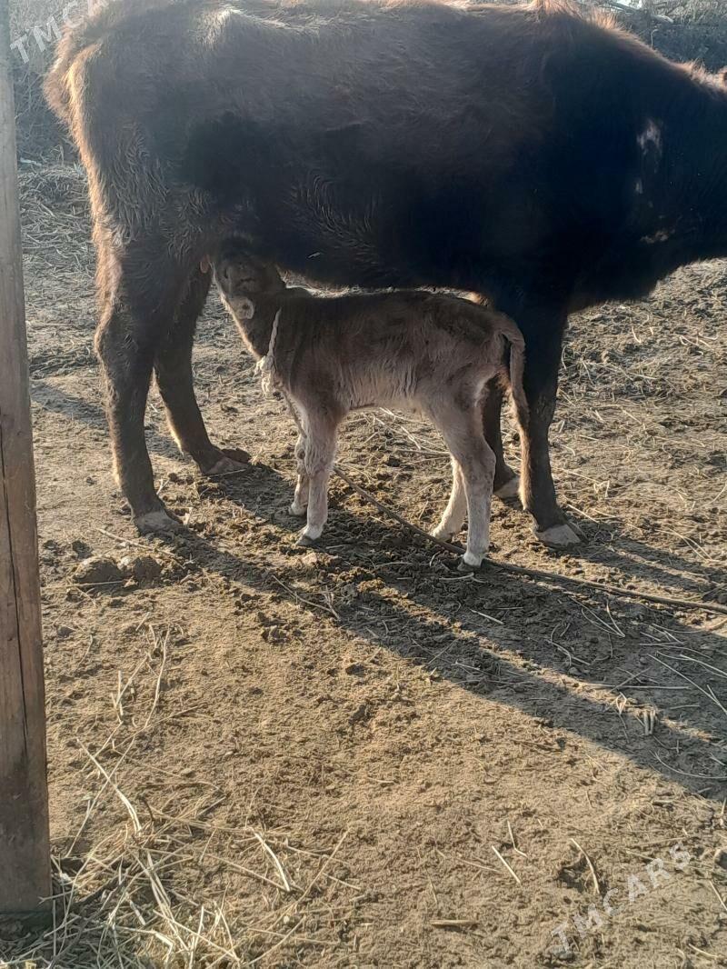 goleli sygyr - Гёкдепе - img 1