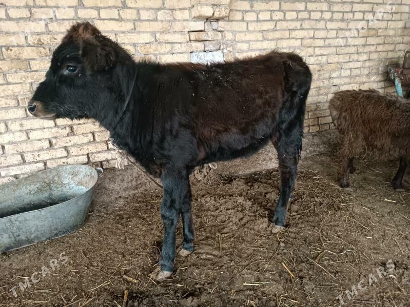 unajyn - Türkmenabat - img 1