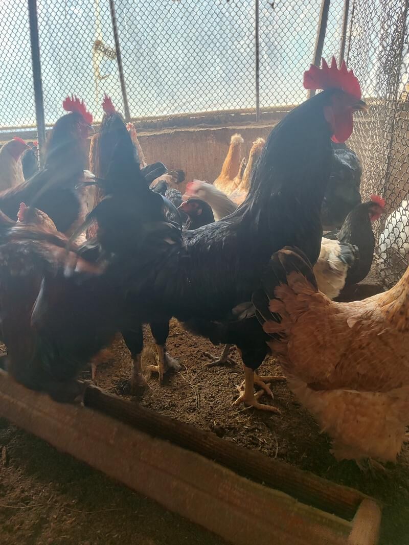 Gigat proda garanti100% - Чарджоу - img 1