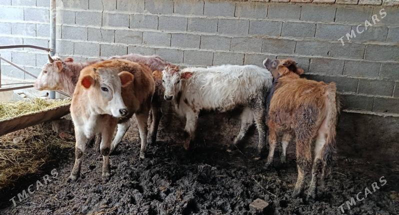 öküzler tuweler - Bäherden - img 1