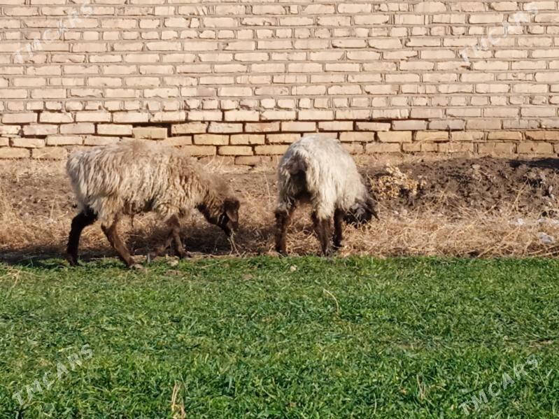 tokly bakylanja - Бабадайхан - img 1