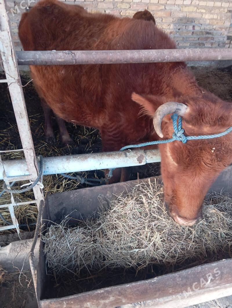 Bogaz sygyr - Чарджоу - img 1