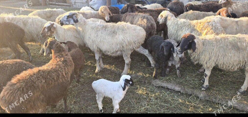 Gysar guzly goýun - Büzmeýin - img 1