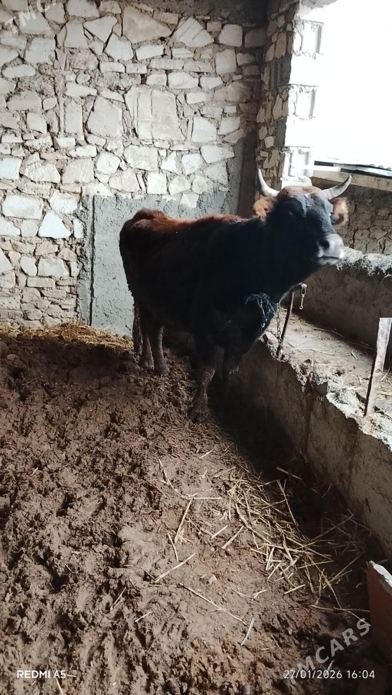 Sygyr - Gyzylarbat - img 1