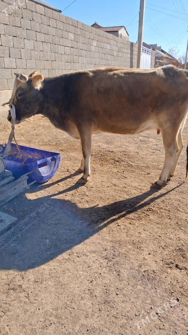 gysyr sygyr - Джебел - img 1