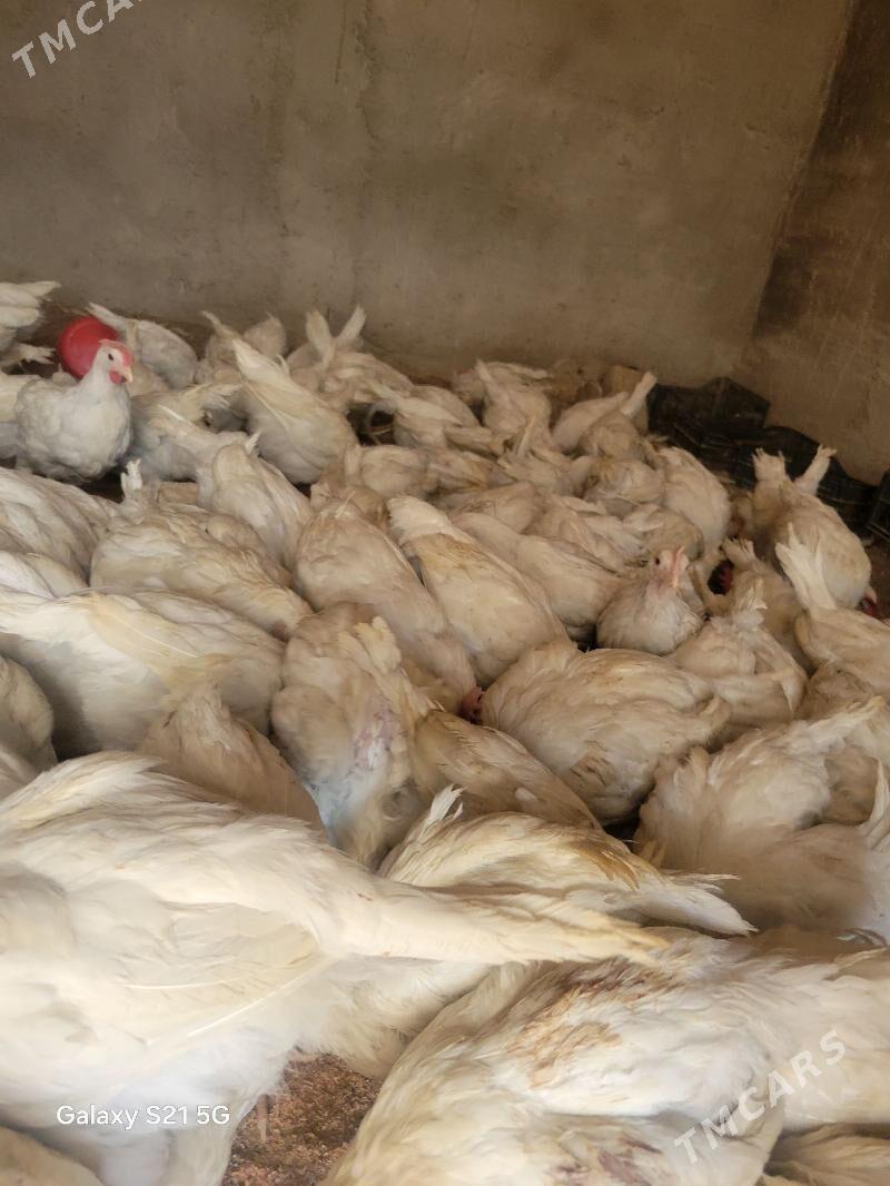 ak juje - Bagyr - img 1