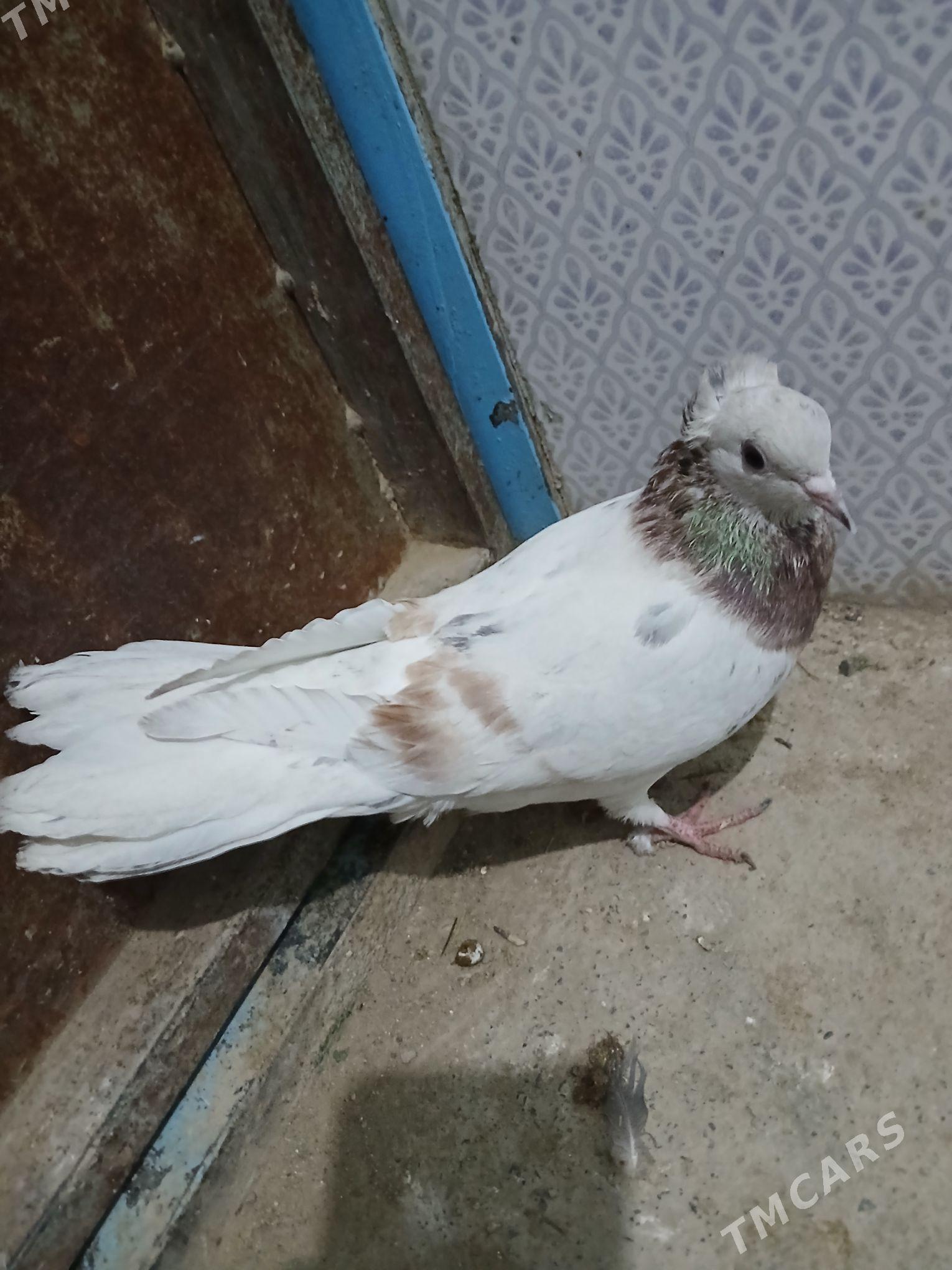 kepderi - Гызыларбат - img 1